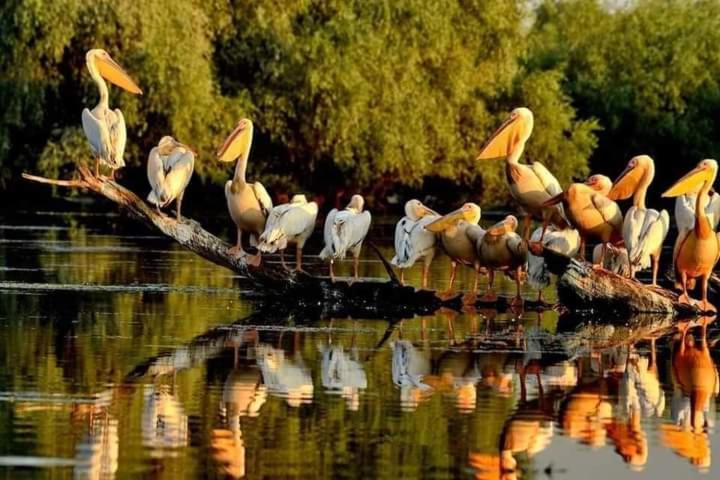 Casa Cu Flori Murighiol Dış mekan fotoğraf