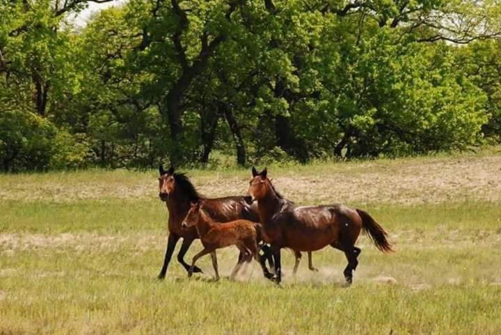 Casa Cu Flori Murighiol Dış mekan fotoğraf